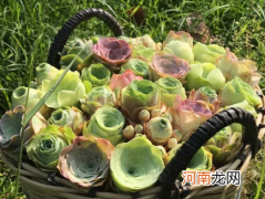 山地玫瑰叶子变皱是缺水吗