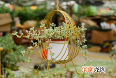 多肉种植能用泥土吗