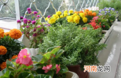 冬天常见的花有什么