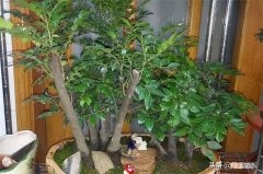 小叶紫檀盆栽的寓意和象征 小叶紫檀的风水寓意