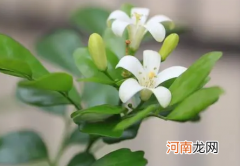 修剪九里香的方法是什么