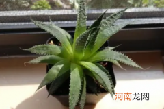 珍珠芦荟好养活吗