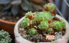 山地玫瑰杆子干了是怎么回事