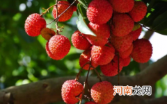 荔枝剥开根部是黑渣怎么回事