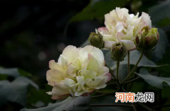 芙蓉花在几月开