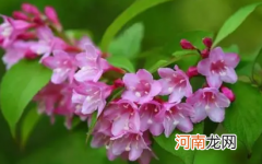 锦带花一年开几次花