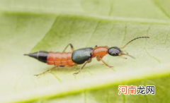 隐翅虫爬过的床单有毒吗