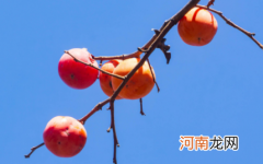 柿子是热性还是凉性