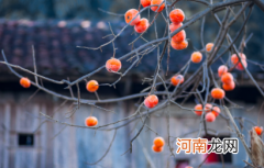 吃柿子不能吃什么食物