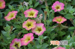 矮牵牛花什么时候修剪合适