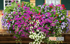 矮牵牛花能直接用种子种吗