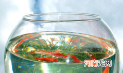 鱼缸放阳台上好不好