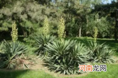 凤尾兰秋天可以扦插吗