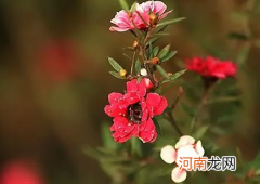 松红梅好养活吗