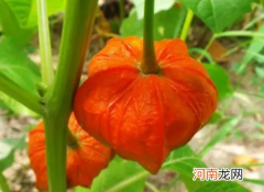 红菇娘皮吗泡水的功效有哪些