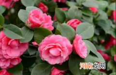 茶花叶子尖发黄干枯是怎样引起的