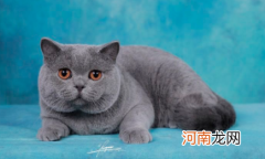 蓝猫多长时间发腮