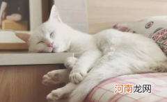 公猫跑了还会回来么