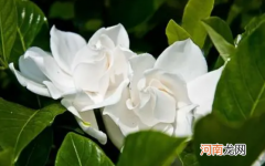 为什么栀子花不吉利