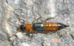 隐翅虫飞到人身上并不会直接叮咬吗