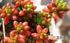 虹之玉怎么叶插繁殖
