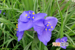 紫露草啥时候修剪合适