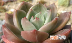 多肉香槟好养活吗