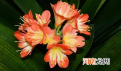 君子兰开双枝花好吗