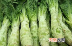 越冬莴苣如何种植