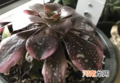 美杜莎上盆后几天浇水