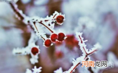 2022年什么时候数九