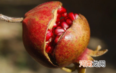 石榴和螃蟹会不会中毒