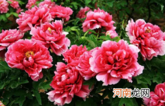 牡丹的叶子蔫了是什么原因