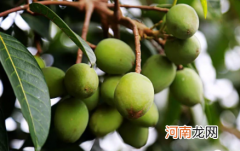 生的橄榄吃了会怎么样