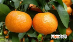 沙糖桔为什么有的甜有的不甜