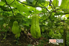 佛手瓜放冰箱一个月了能吃吗