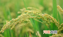 水稻卷叶螟不打可以吗