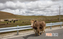 十月份西藏会下雪吗