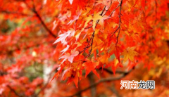 香山红叶什么时间最红2021