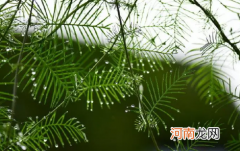 植物在室内怎么增加光照