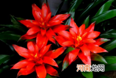 水塔花能在水中培养吗