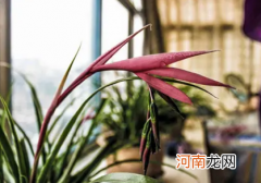 水塔花怎么不红了