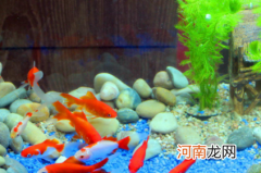 鱼缸水很清但是有泡沫对鱼有影响吗