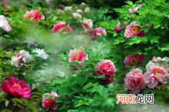 牡丹叶子发蔫是怎么引起的