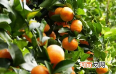 沙糖桔10月是应季吗