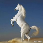 汗血宝马的来历传说 汗血宝马流的汗是血吗