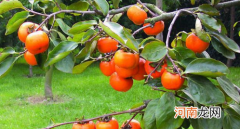 霜降前的柿子为什么不能吃