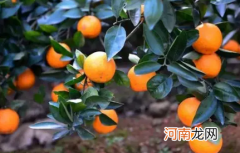 柑橘长蚜虫是怎么回事