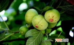 无花果没熟就蔫了是咋回事