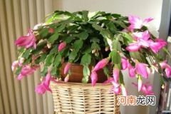 蟹爪兰能晒太阳吗